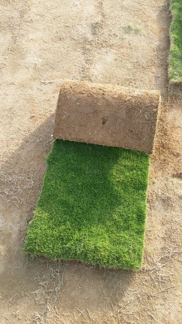 20a2d9a872b2f443a0b2b4fa59431e0d