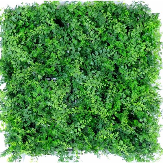 العشب الجداري