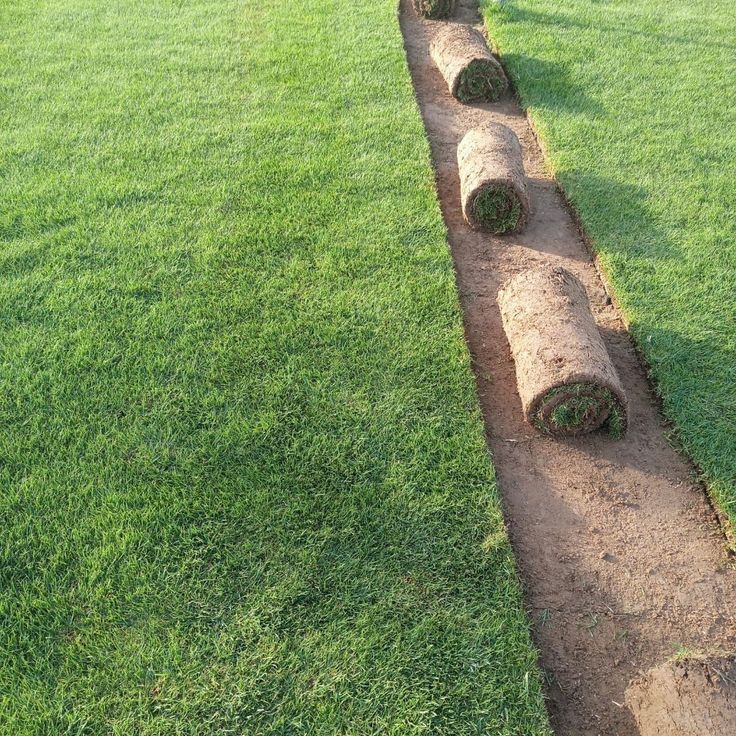 العشب الطبيعي