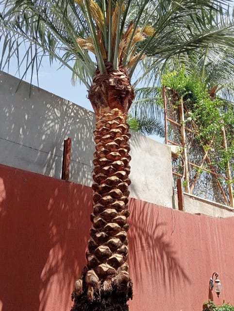 صورة واتساب بتاريخ 1447-04-30 في 00.24.09_3623d4f3